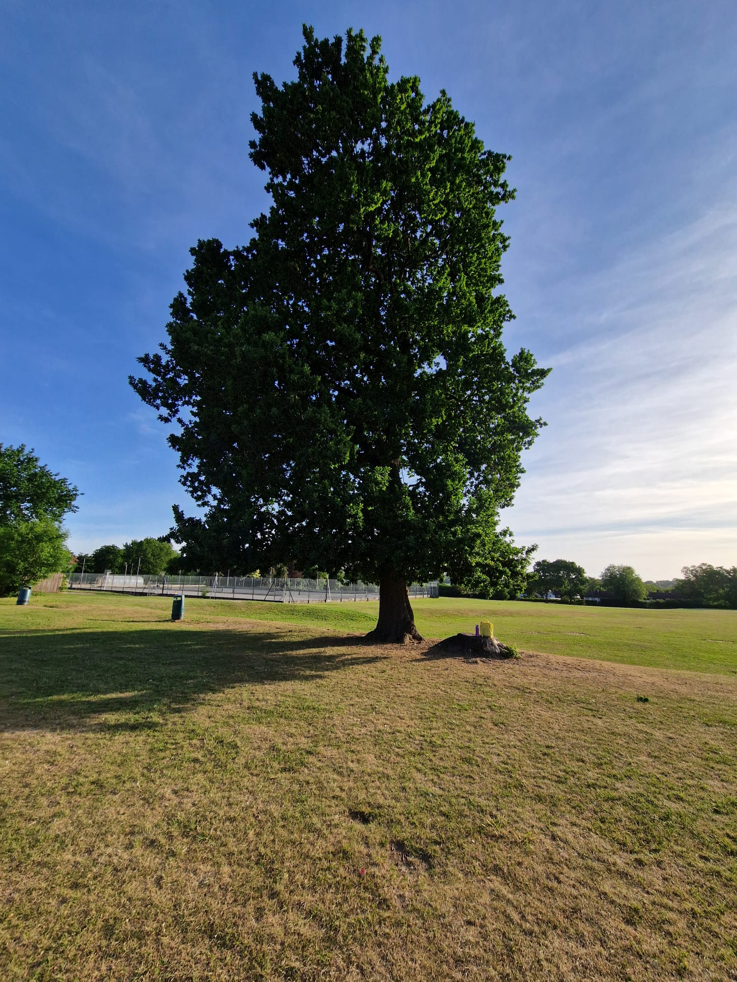The big oak tree and stump